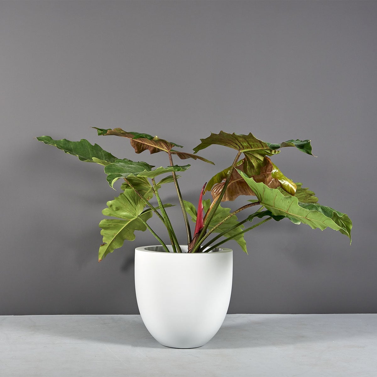 Alzira Bowl Planter - Image 3