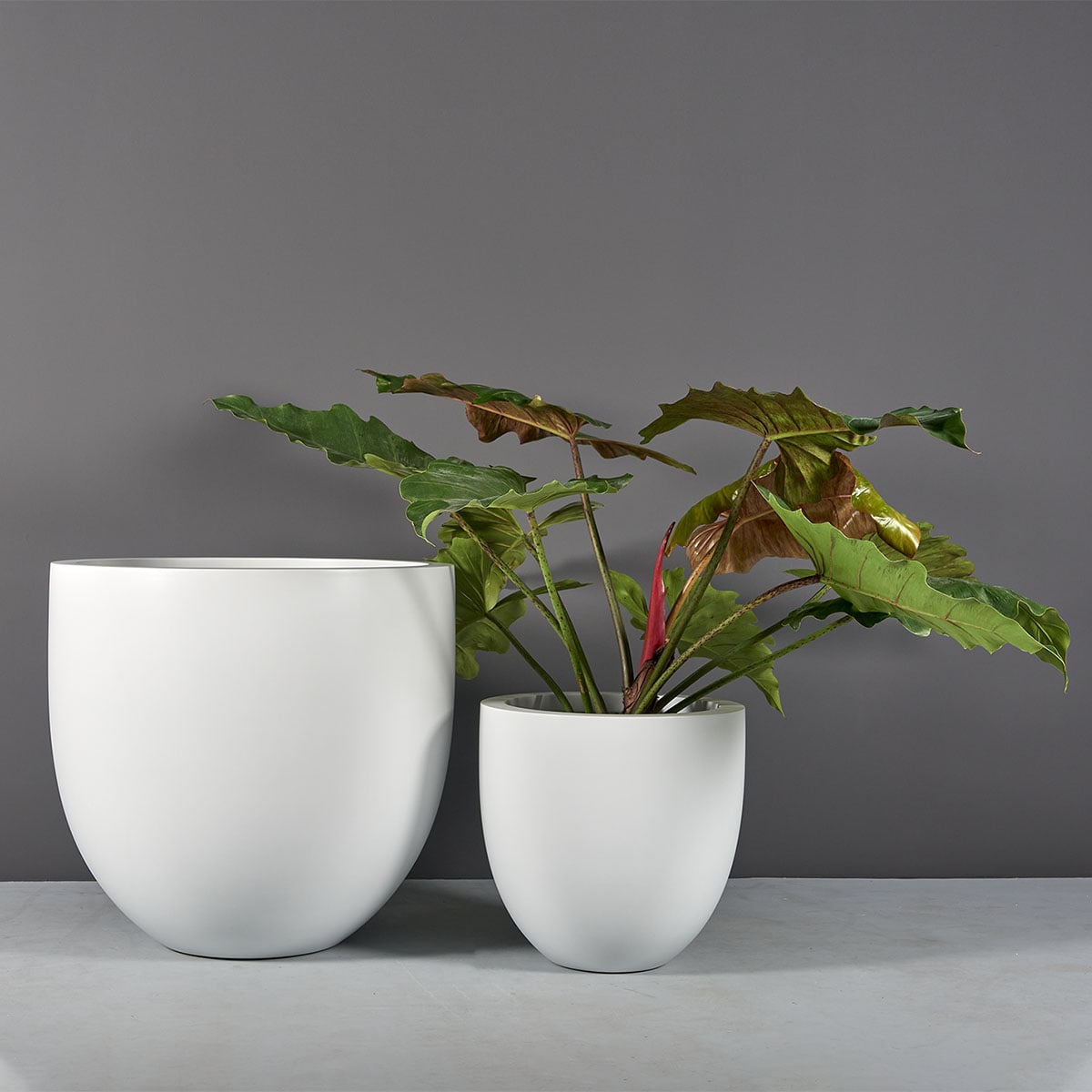 Alzira Bowl Planter - Image 2