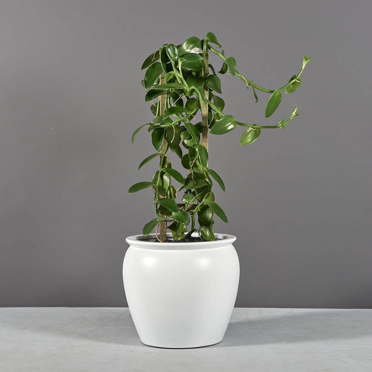 Shanghai Fishbowl Planter - Image 2