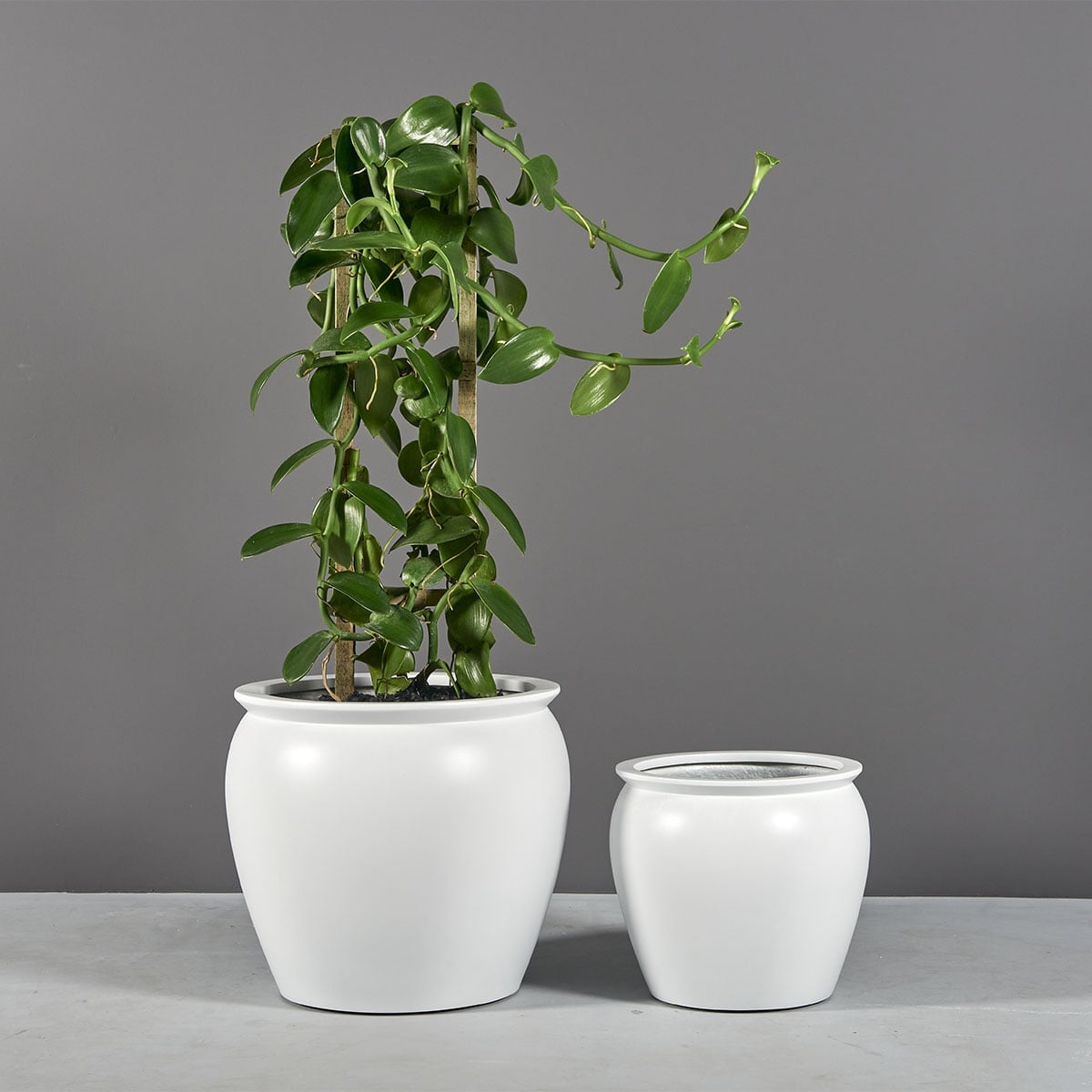 Shanghai Fishbowl Planter - Image 4