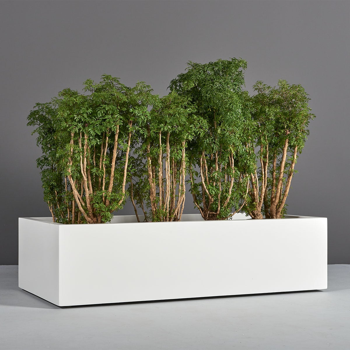 Antwerp Wide Rectangular Planter - Image 2