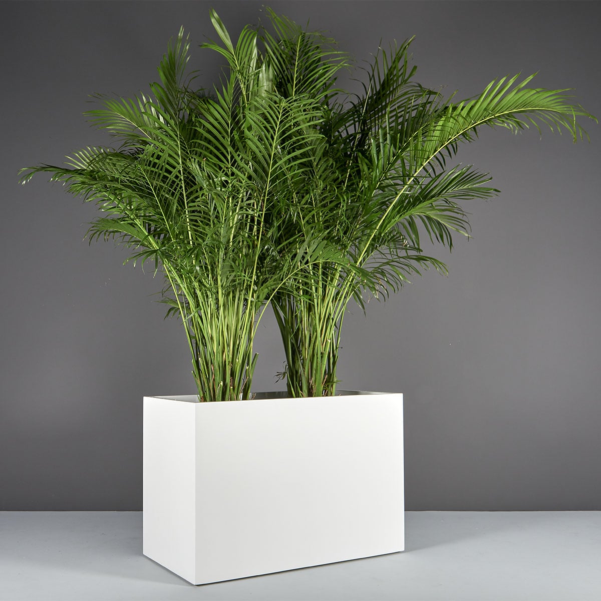 Brisbane Wide Rectangular Planter - Image 2